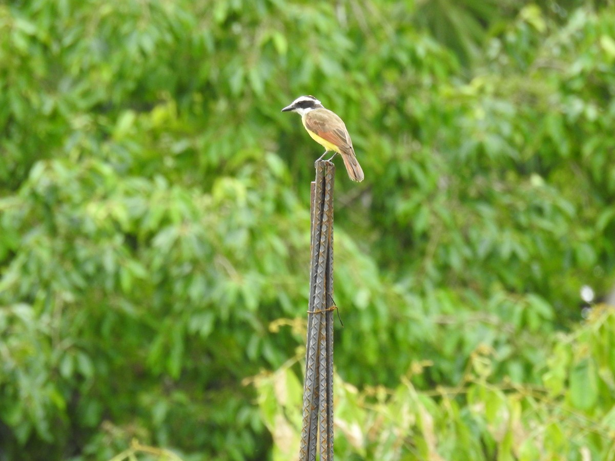 Great Kiskadee - ML621150930