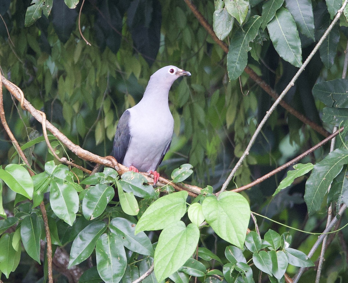 Island Imperial-Pigeon - ML621150980