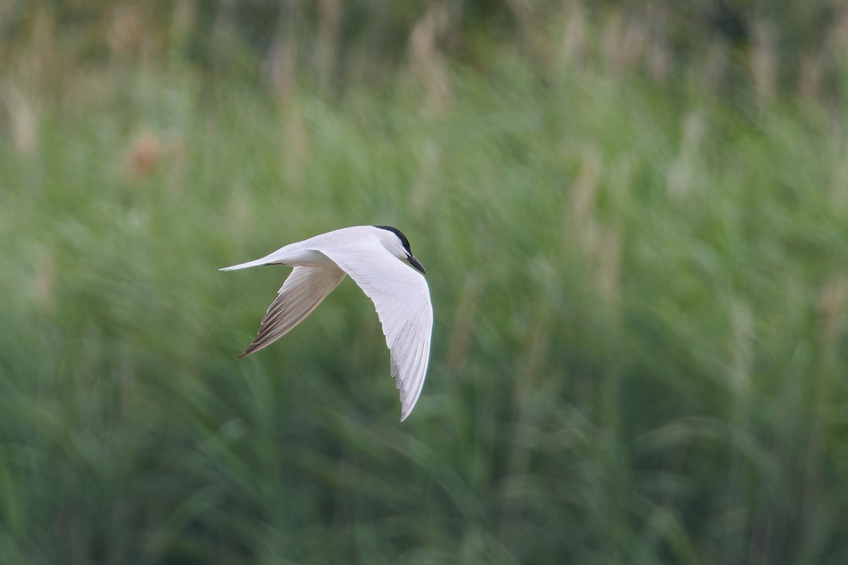 Gull-billed Tern - ML621151039
