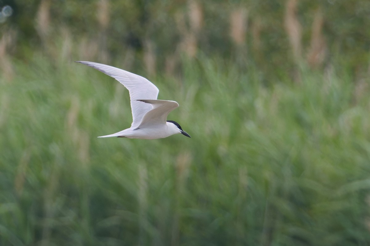 Gull-billed Tern - ML621151041