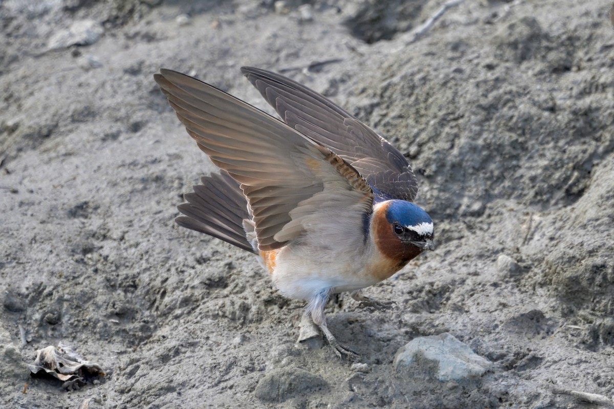 Cliff Swallow - ML621151066