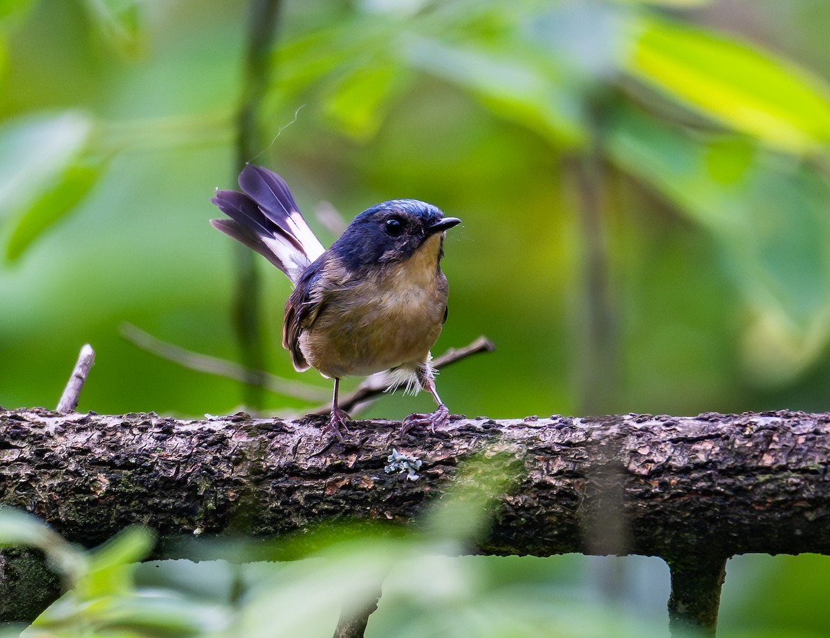 Slaty-blue Flycatcher - ML621151068