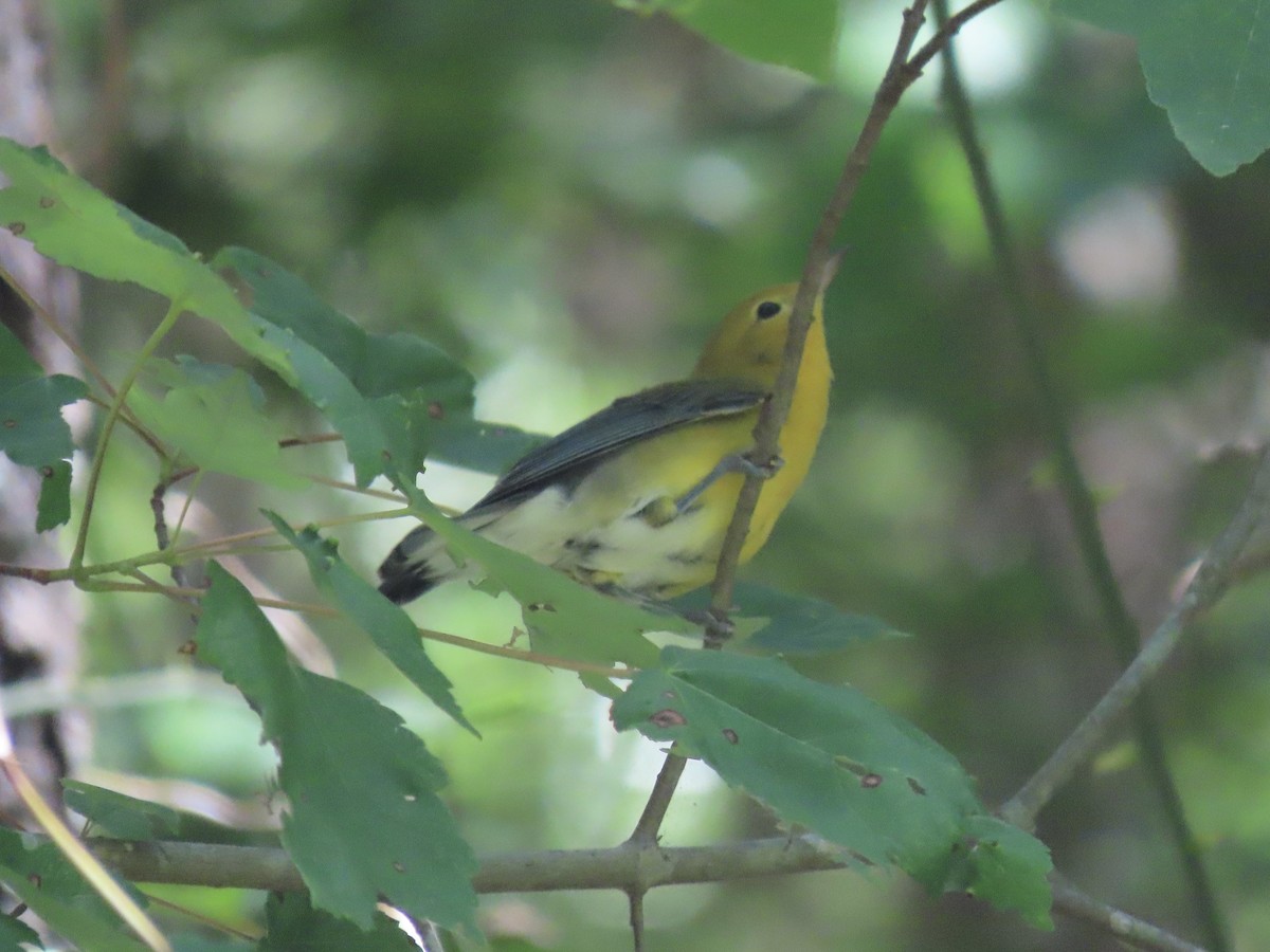 Prothonotary Warbler - ML621151074