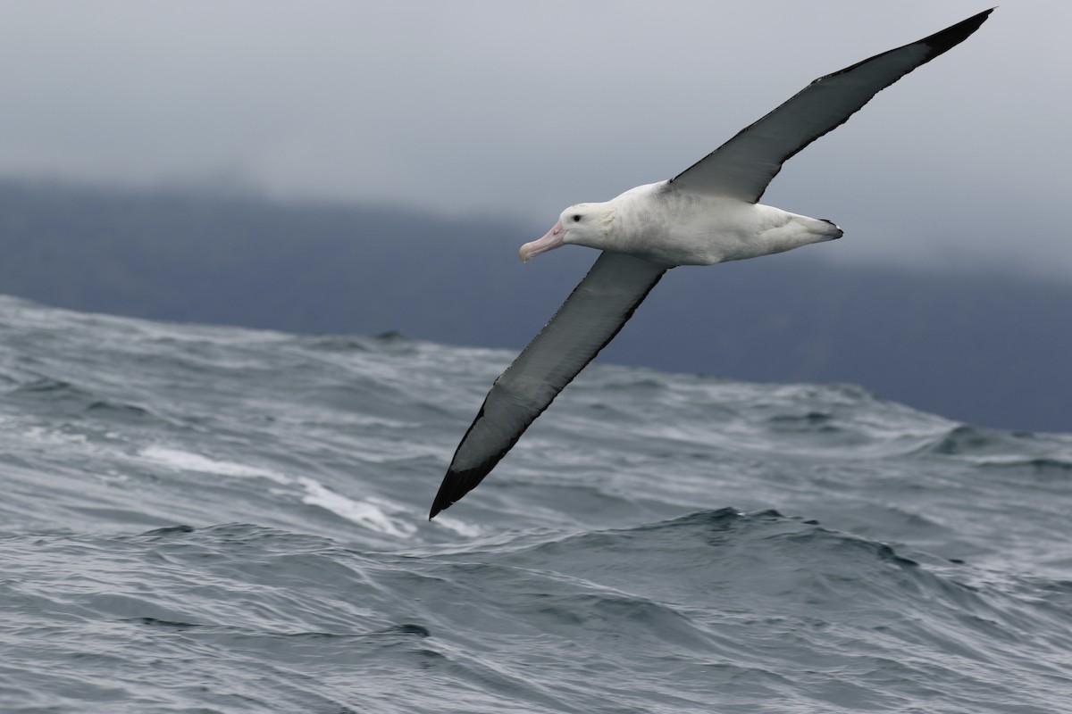 Albatros des Antipodes (gibsoni) - ML621151080