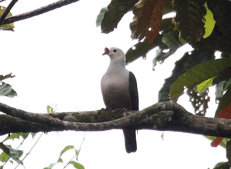 Red-knobbed Imperial-Pigeon - ML621151083