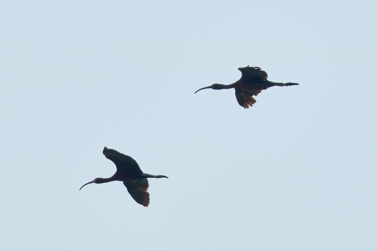 ibis americký - ML621151090