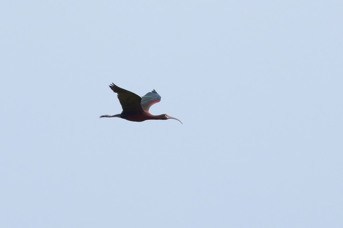 ibis americký - ML621151094
