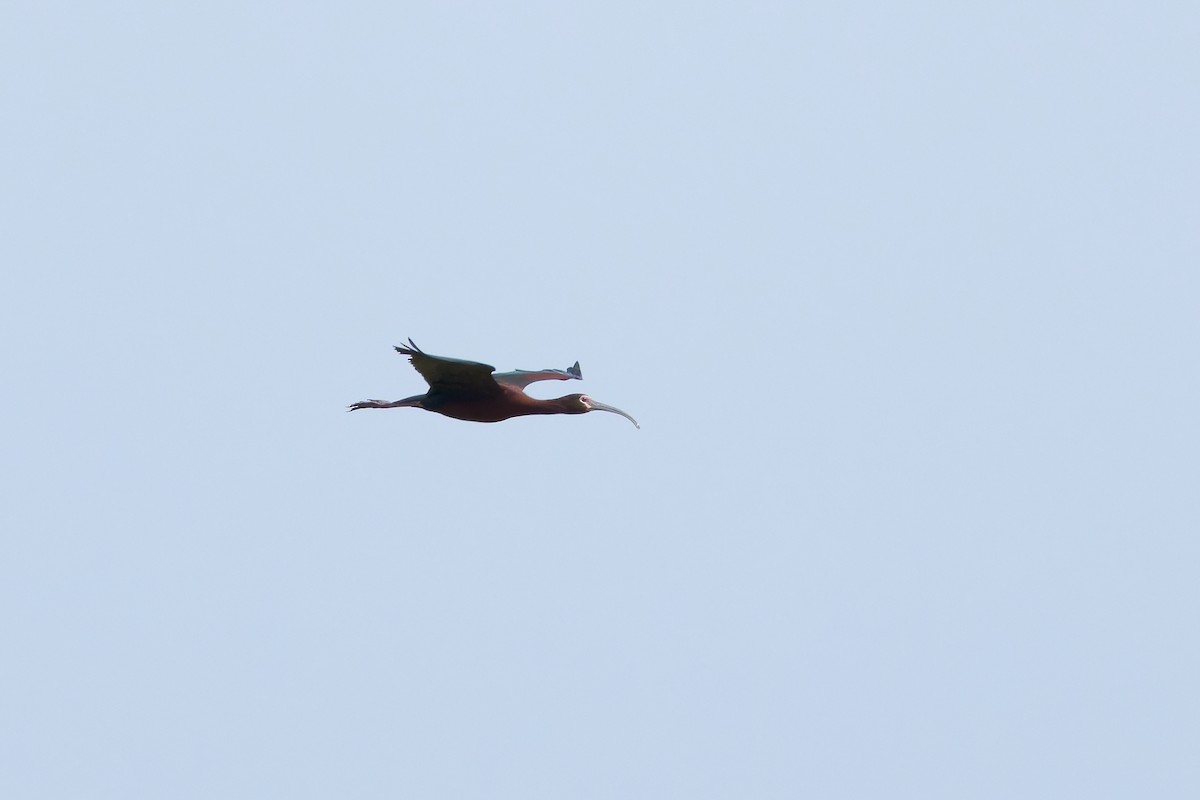 ibis americký - ML621151096