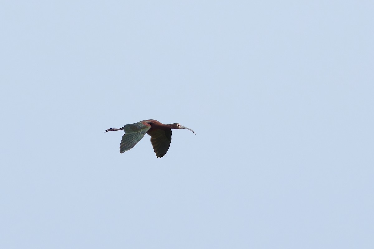 ibis americký - ML621151100