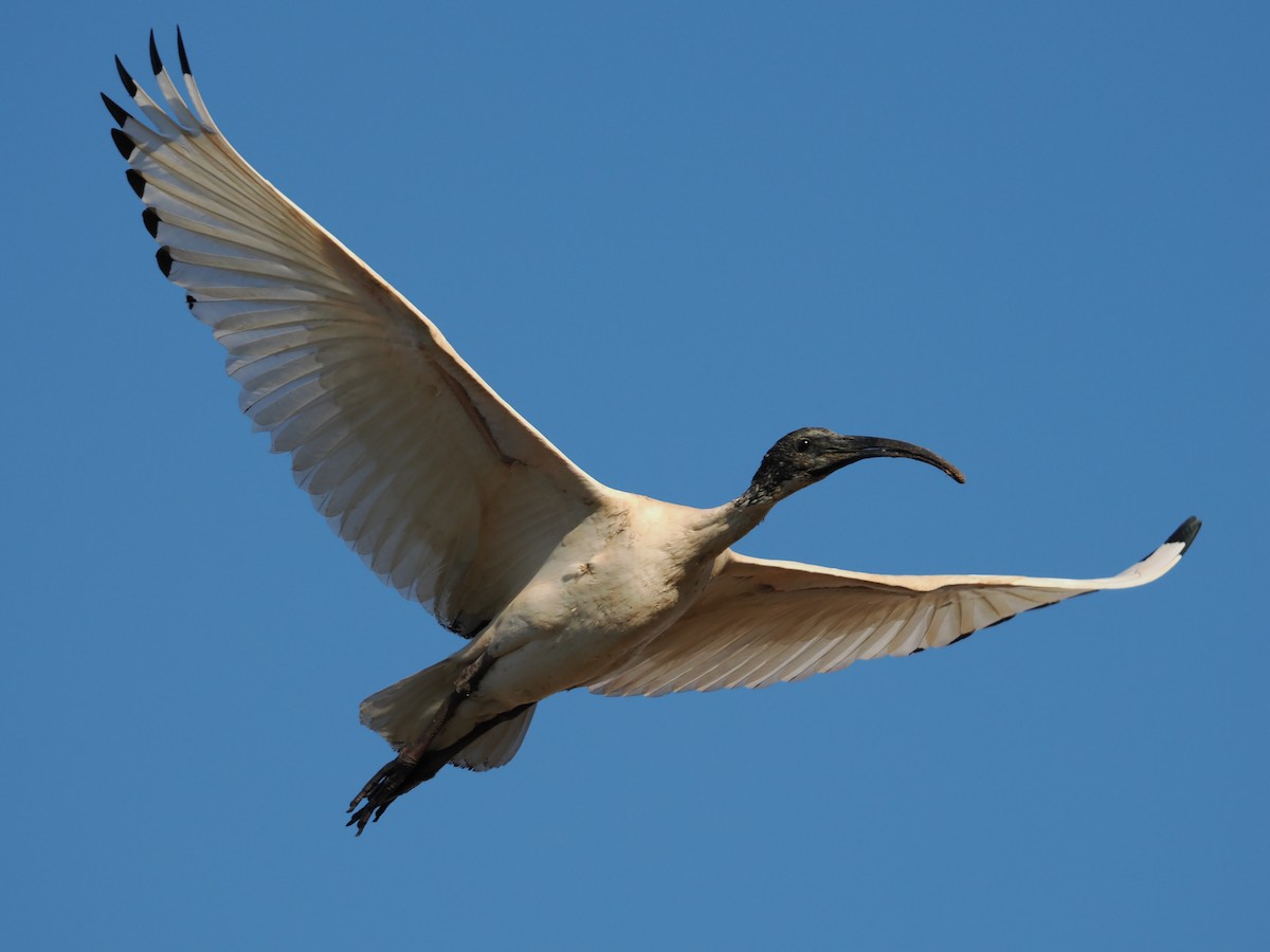 ibis australský - ML621151111