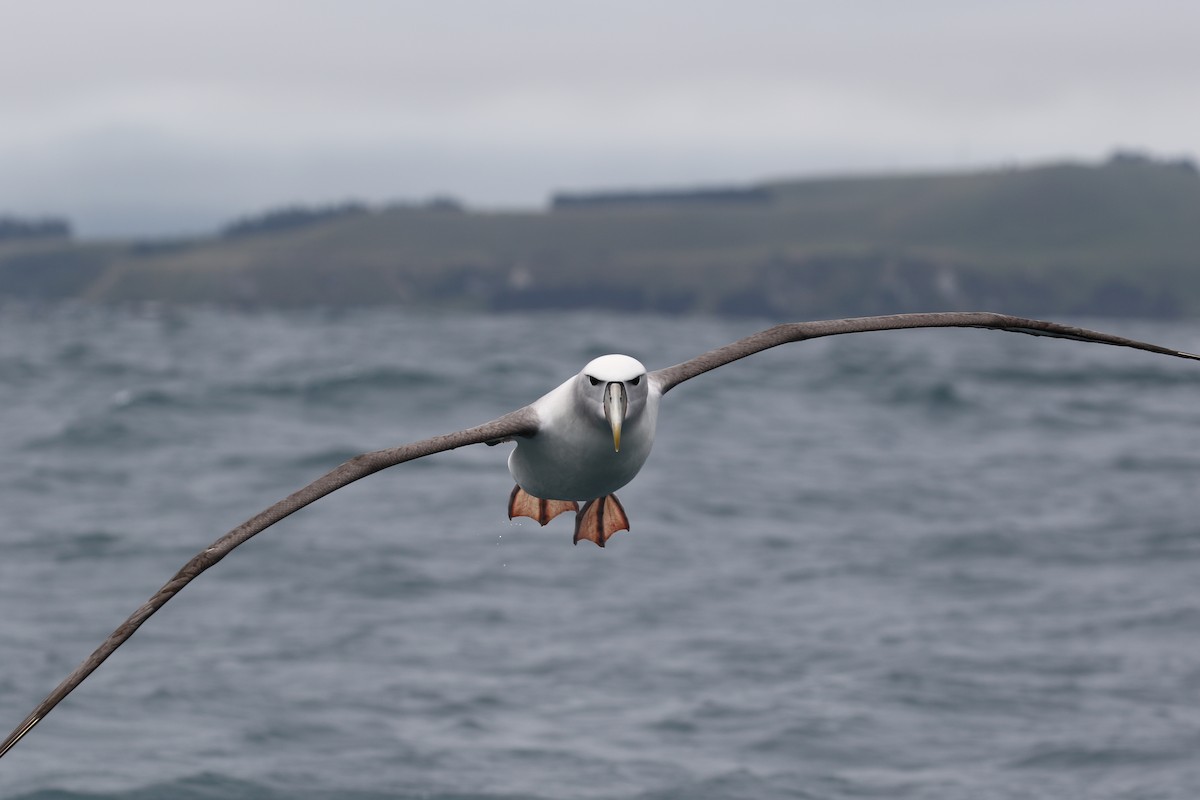 Albatros à cape blanche - ML621151122