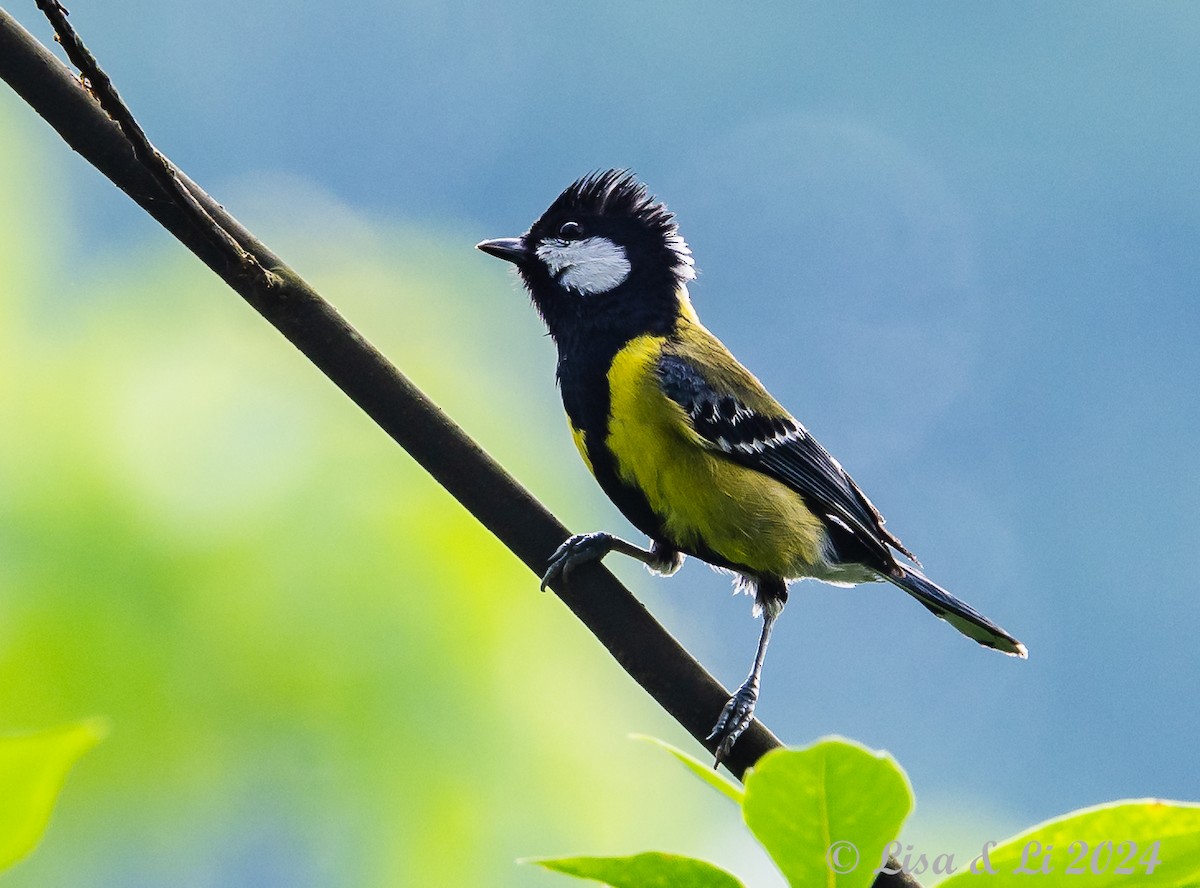 Green-backed Tit - ML621151130