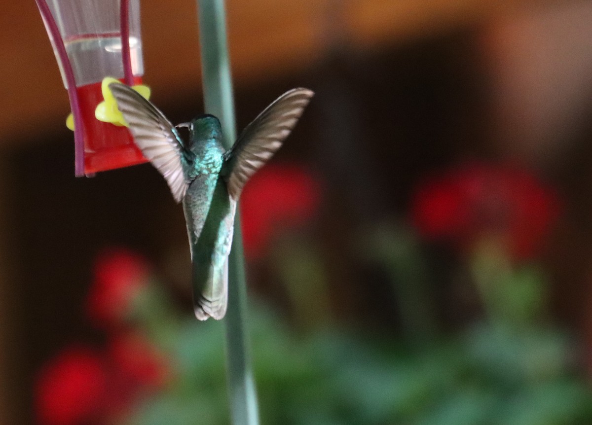 Rivoli's Hummingbird - ML621151136