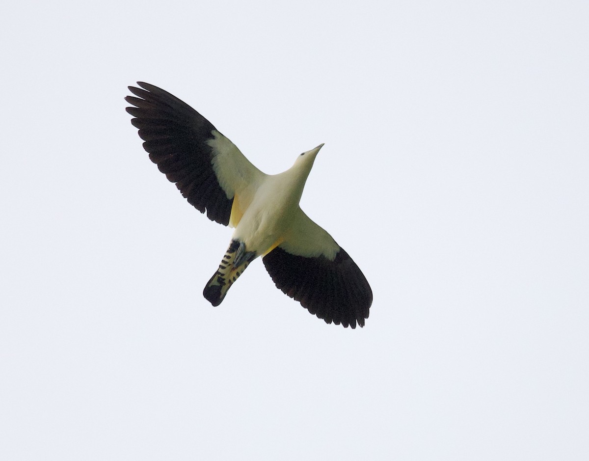 Yellowish Imperial-Pigeon - ML621151142