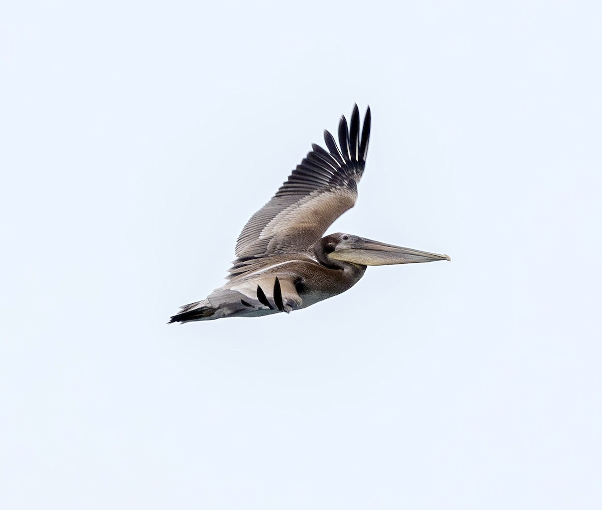 Brown Pelican - ML621151146