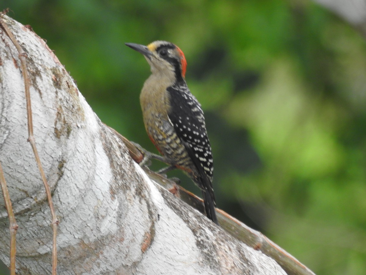 Black-cheeked Woodpecker - ML621151151