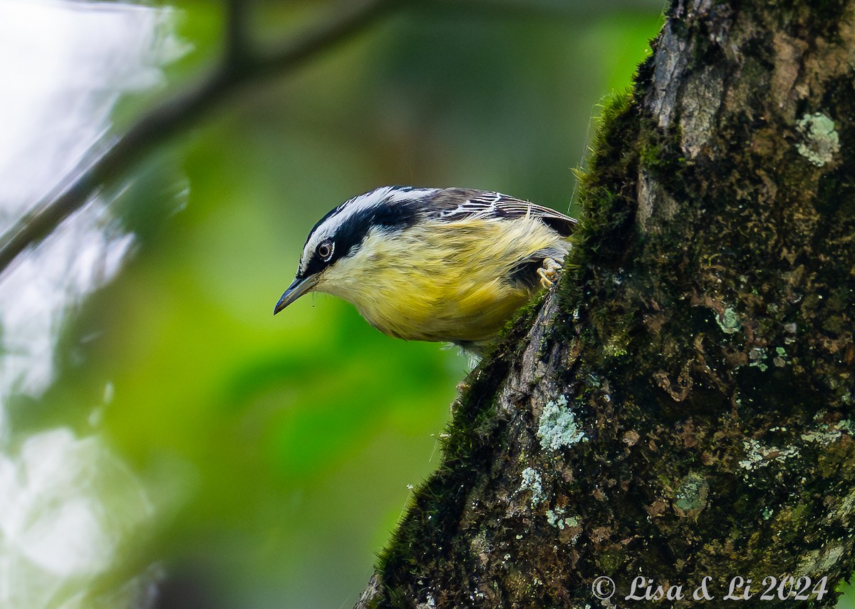 Red-tailed Minla - ML621151171