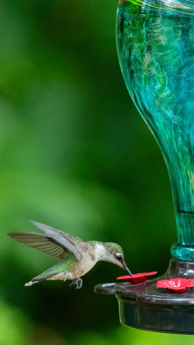Ruby-throated Hummingbird - ML621151186