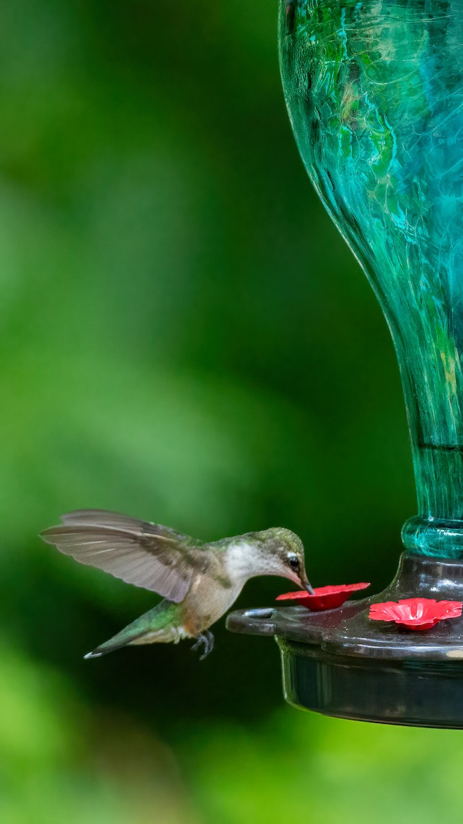 Ruby-throated Hummingbird - ML621151187