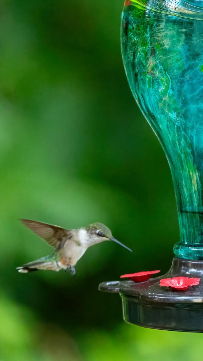 Ruby-throated Hummingbird - ML621151188