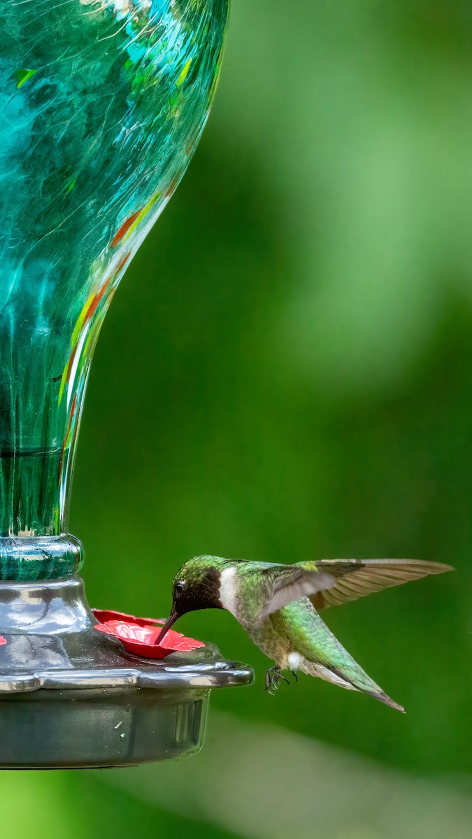 Ruby-throated Hummingbird - ML621151193