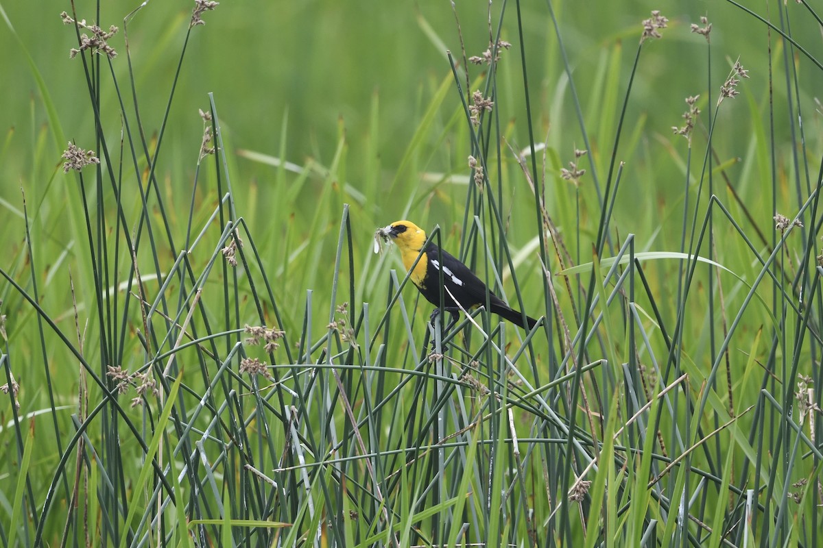 Yellow-headed Blackbird - ML621151219