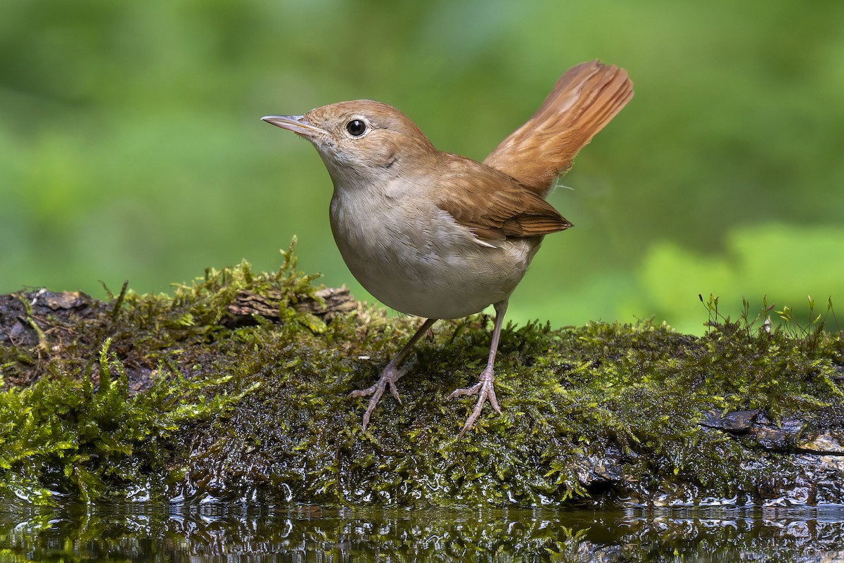 Common Nightingale - ML621151246