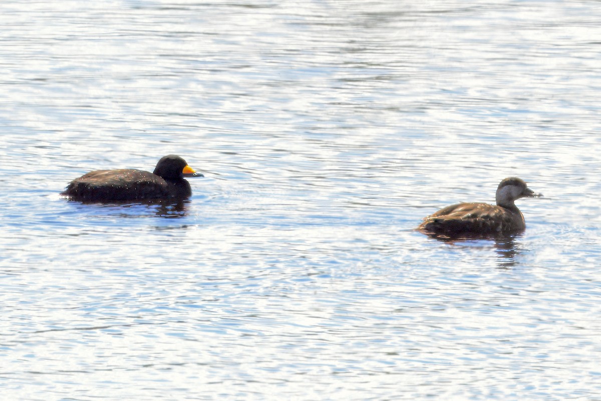 Black Scoter - ML621151265