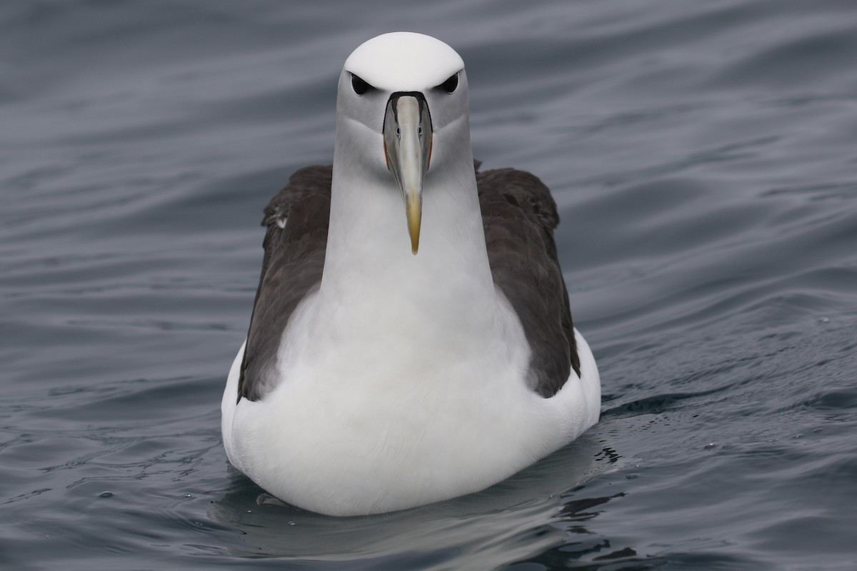 Albatros à cape blanche - ML621151284