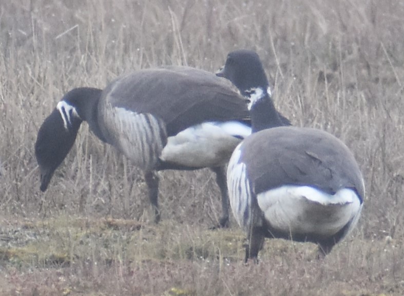 berneška tmavá (ssp. nigricans) - ML621151289