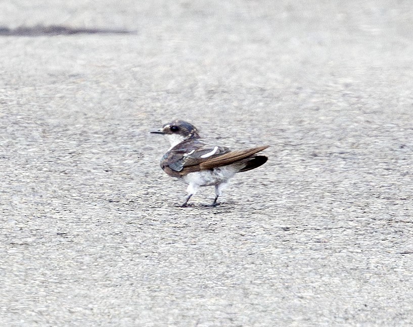 Mangrove Swallow - ML621151323