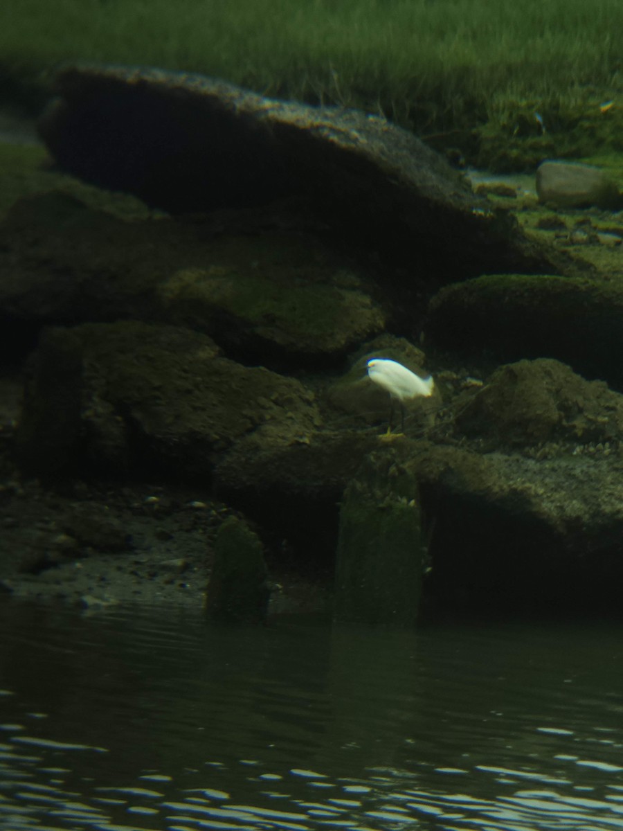 Snowy Egret - ML621151332