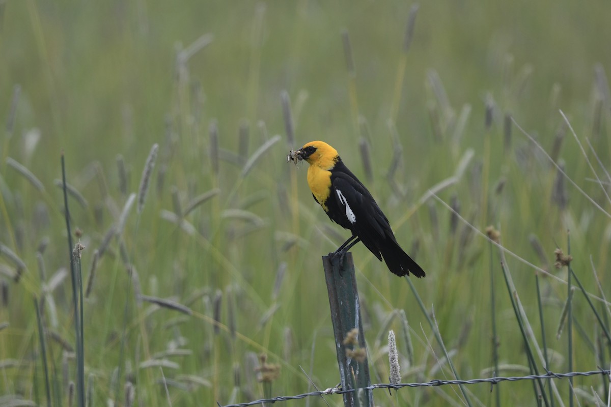Yellow-headed Blackbird - ML621151337