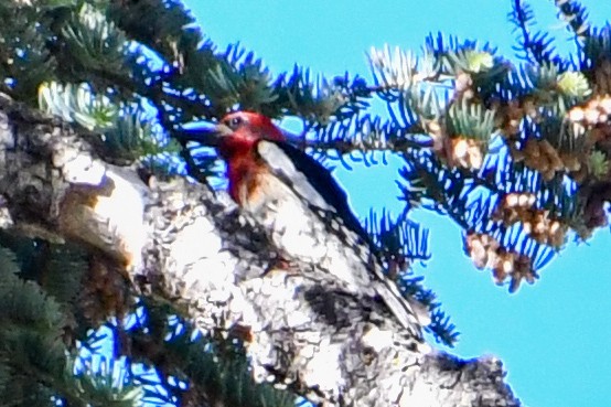 Red-breasted Sapsucker - ML621151345