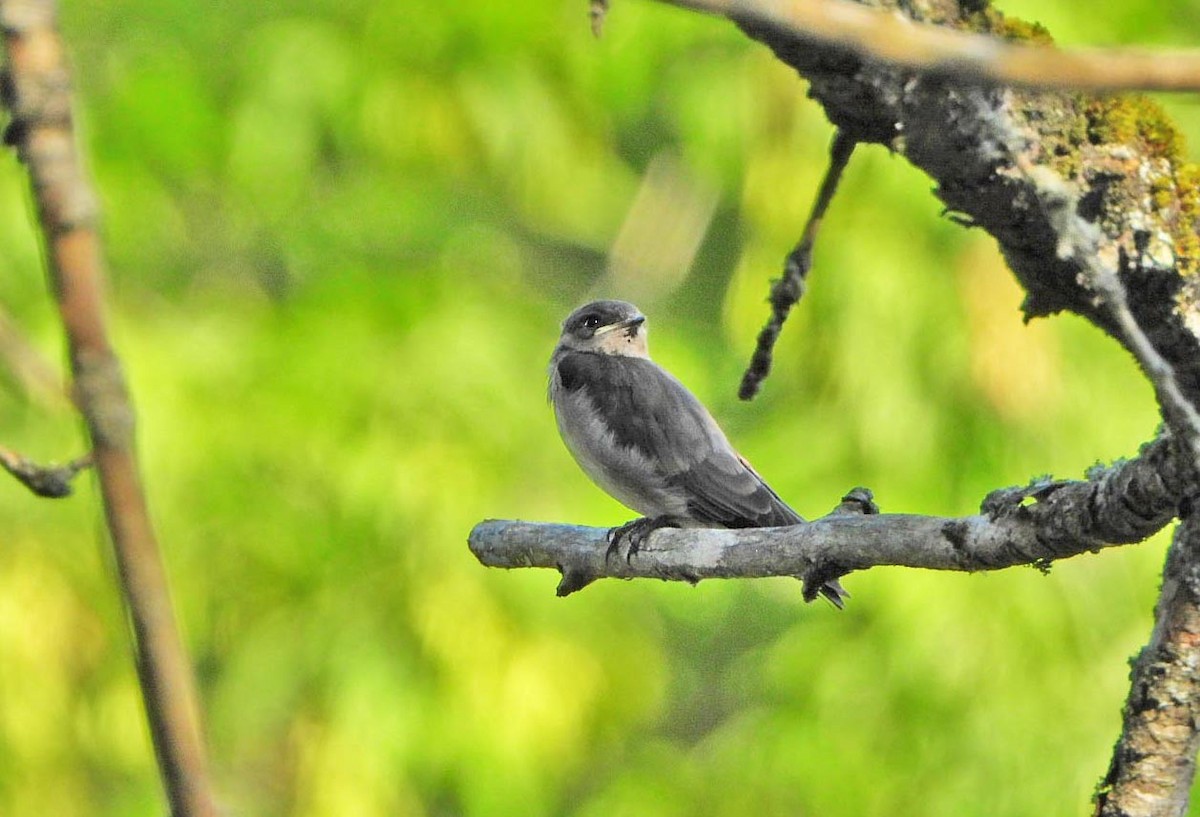 Northern Rough-winged Swallow - ML621151350