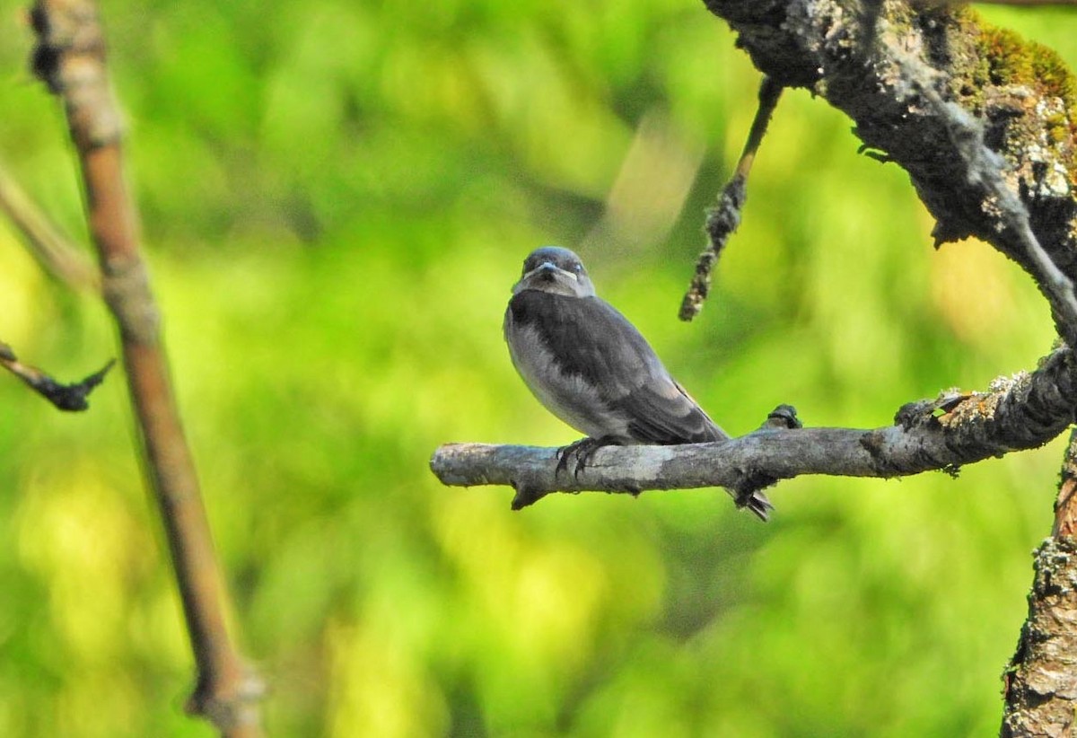 Northern Rough-winged Swallow - ML621151351