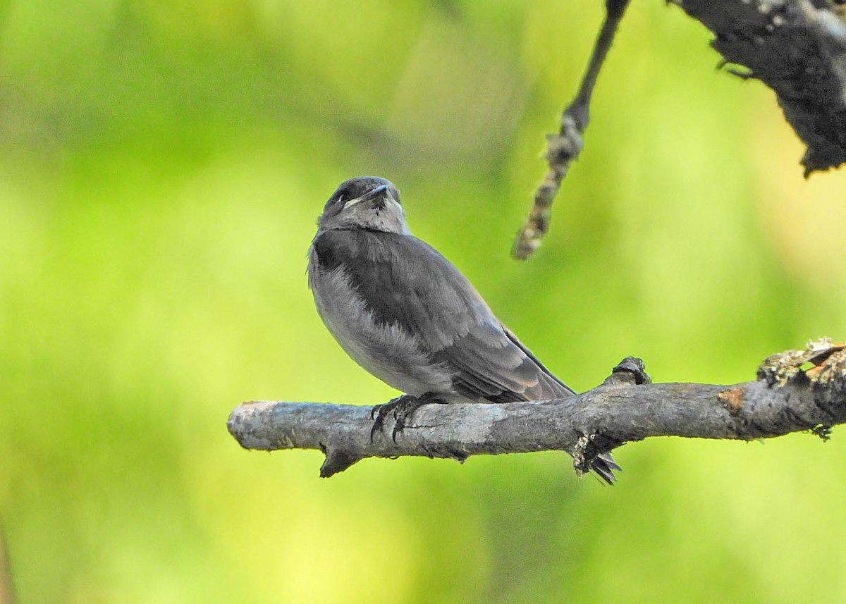 Northern Rough-winged Swallow - ML621151353