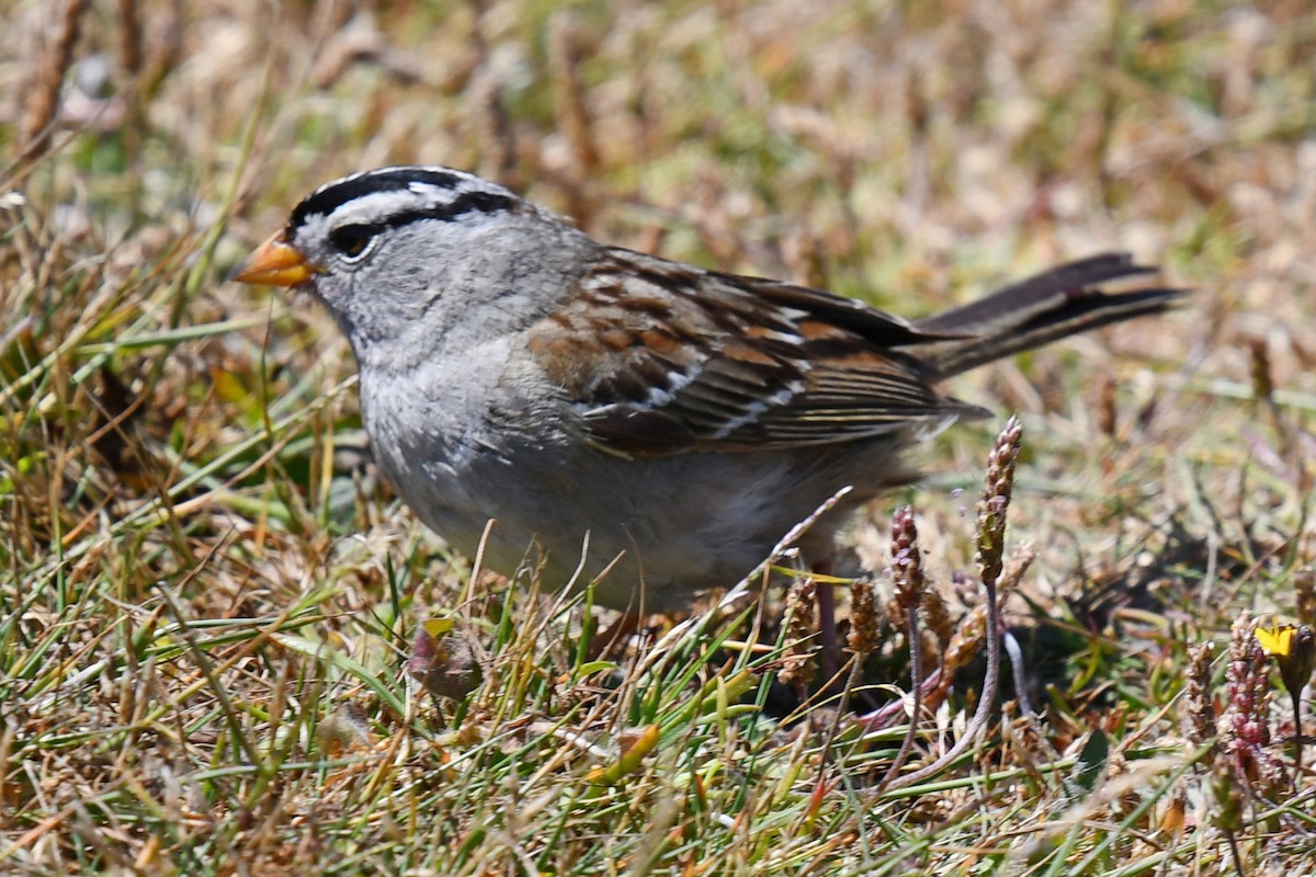 Bruant à couronne blanche - ML621151359