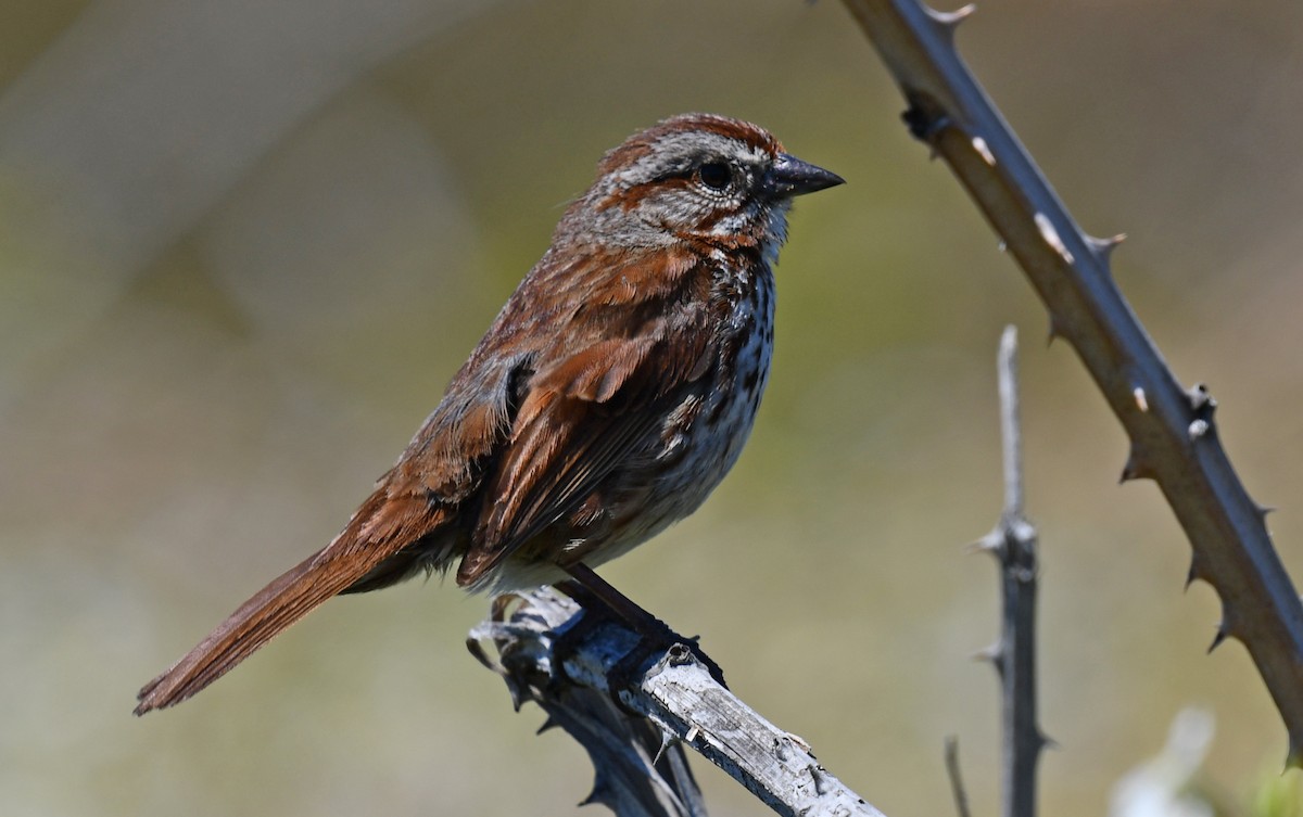 Song Sparrow - ML621151370