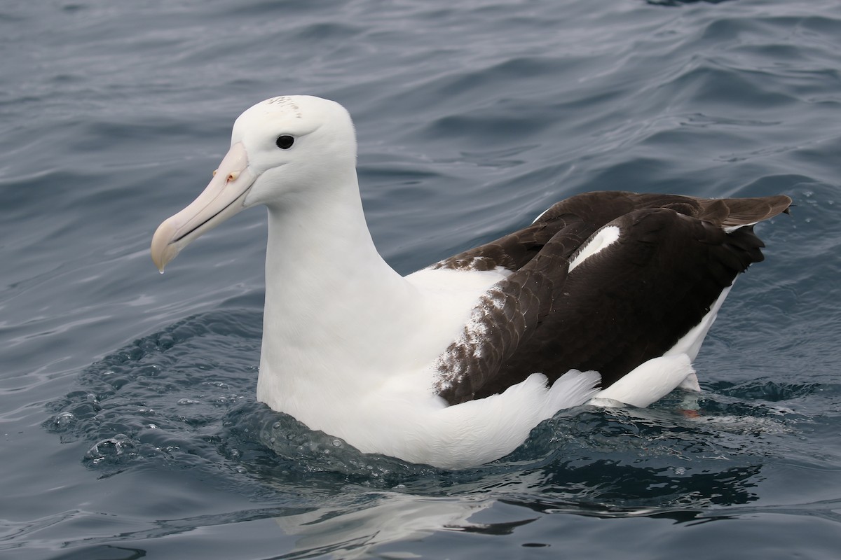 albatros Sanfordův - ML621151393