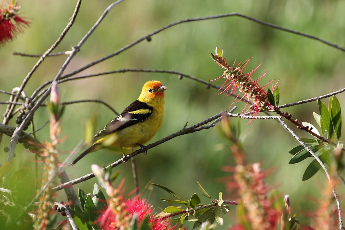 Western Tanager - Adrian Vilca