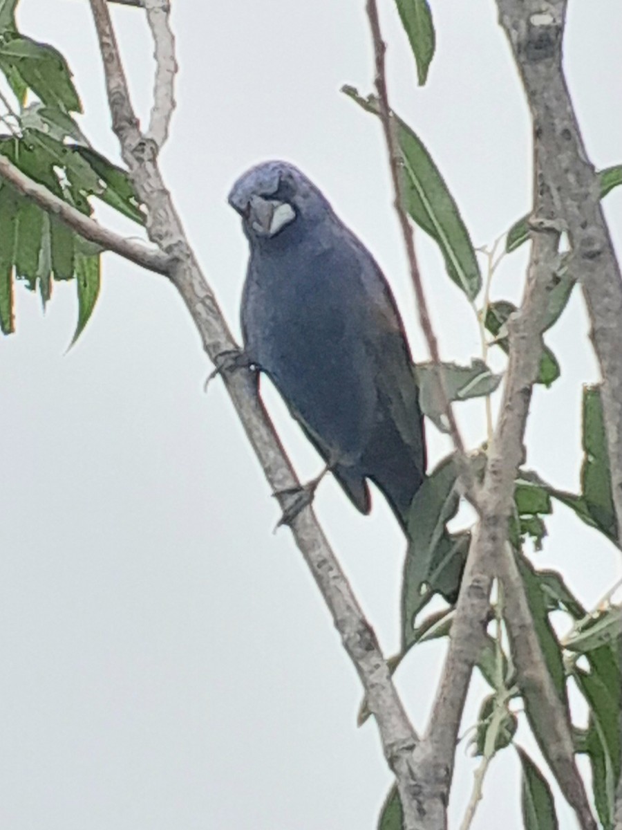 Blue Grosbeak - ML621151428