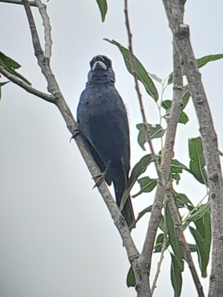 Blue Grosbeak - Brad Grover