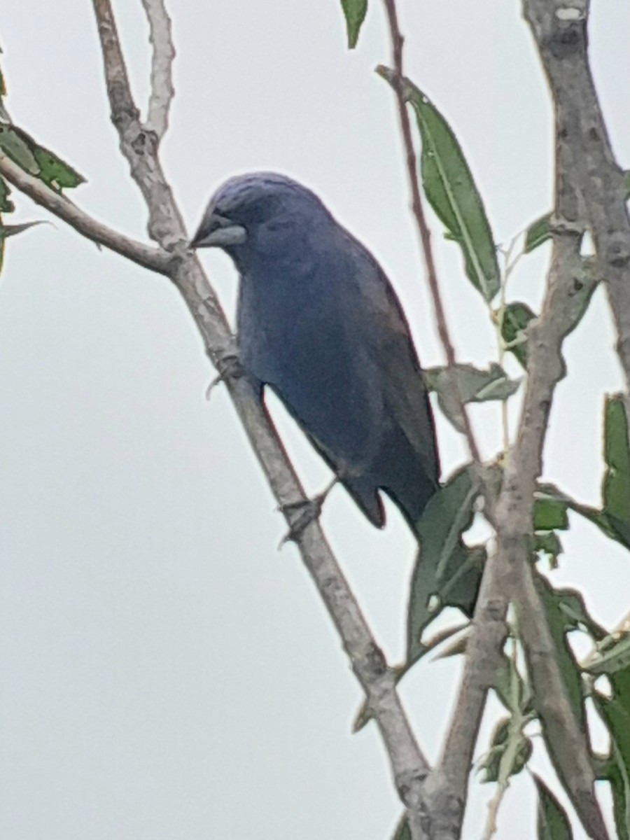 Blue Grosbeak - ML621151472