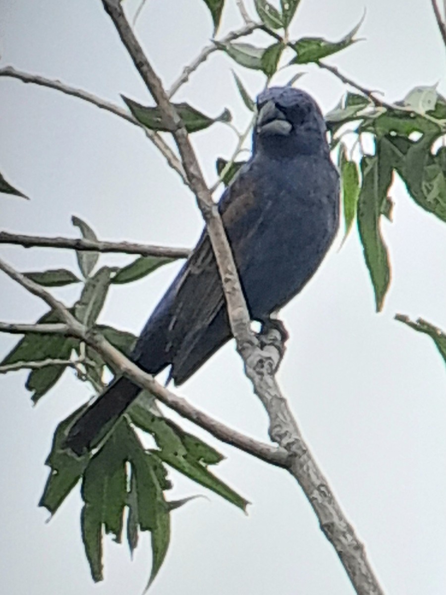 Blue Grosbeak - Brad Grover