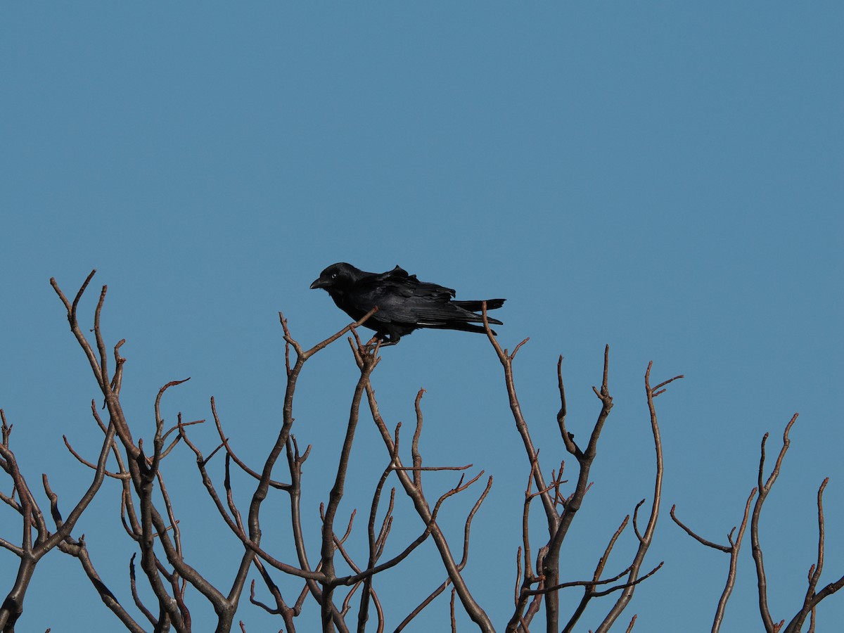 Torresian Crow - ML621151483