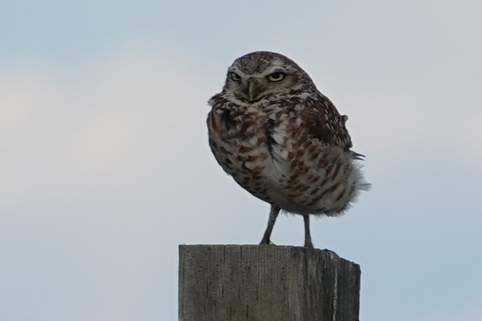 Burrowing Owl - Jo Ellen Floer