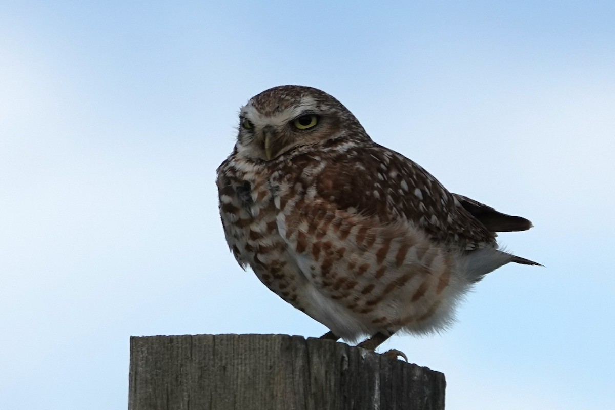 Burrowing Owl - ML621151499
