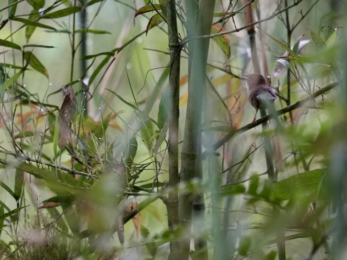 Sichuan Bush Warbler - ML621151508
