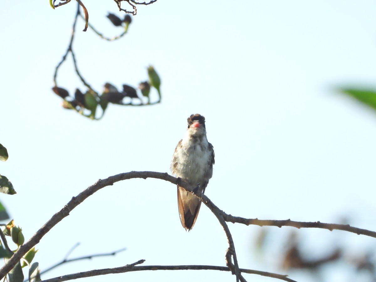 kolibřík fialovokorunkatý - ML621151545